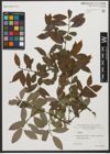 Foto von Salix L.